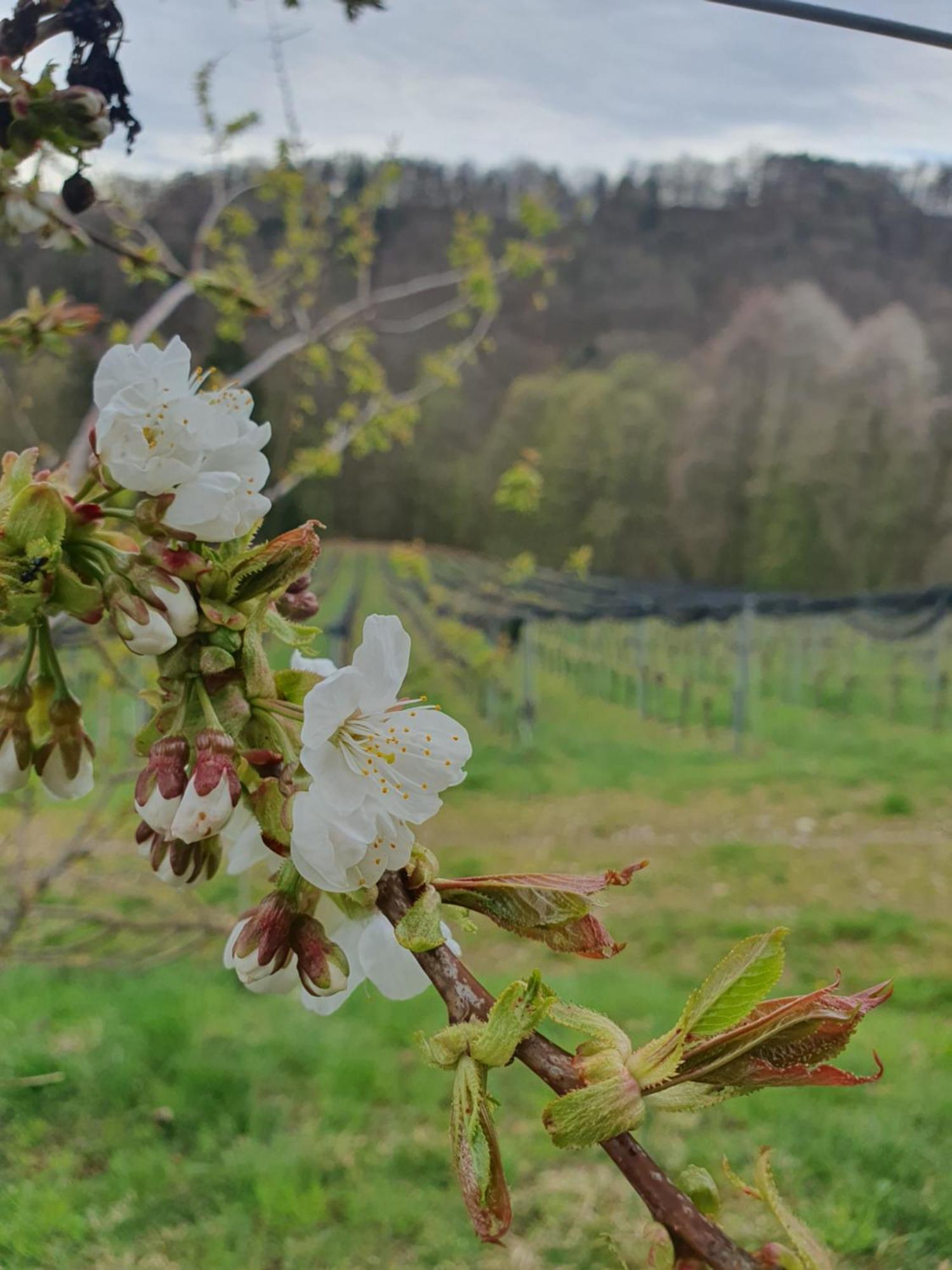 Weingut Pugl Daire Leibnitz Dış mekan fotoğraf